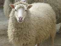 Sheep Animal Totems